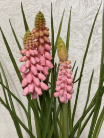 Roze druifjes