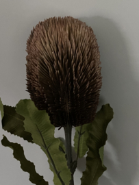 Tak Banksia brown