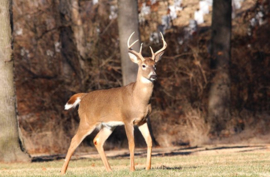 Hertengewei White Tail Deer 1