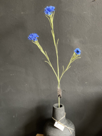 Centaurea bleu