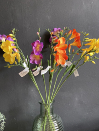 Freesia Mauve /Paars