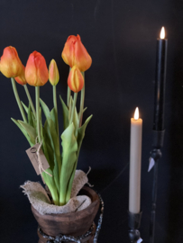 Tulpen Yellow/Orange