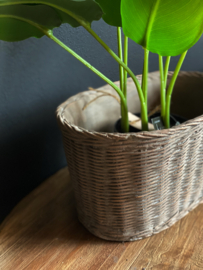 Rietlook Plantenpot Ovaal