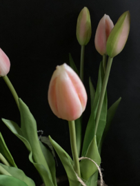 Bosje 7 Tulpen in knop Pink