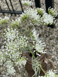 Fluitekruid