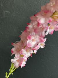 Veronica Pink