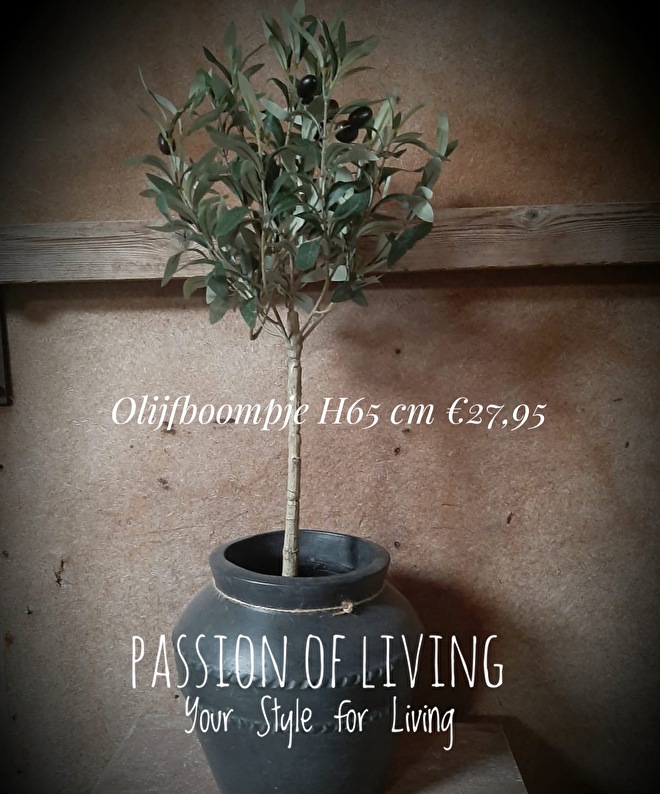 Olijfboompje Passion of Living