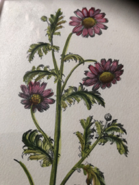 VERKOCHT | Schilderij | Bloemen | Botanische prent 'Grysantemum Greticum'