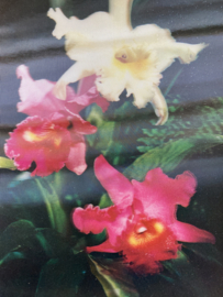 3-D Hologram kaart |  3 Dimensionaal PK 231 Orchideeën