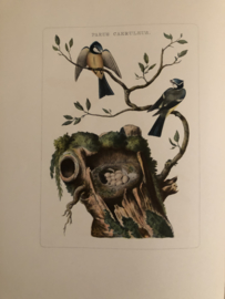 PARUS CAERULEUS | Reproducties van  Vogelprent Nederlandsche vogelen Sepp en Nozeman 1770-1829