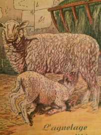 VERKOCHT | Rustica Schaapjes | 9 Decembre 1951 - Vintage  tijdschrift over landbouw en dieren