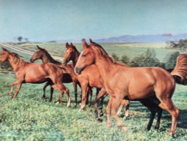 3-D Hologram kaart | Thoroughbred Paarden TP 106  TOPPAN STEREO