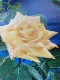 3-D Hologram kaart |  3 Dimensionaal Gele roos