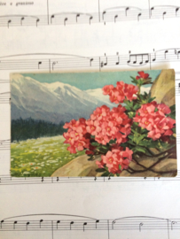 Briefkaarten | Bloemen | Mix | 1910 - Bloemen in berglandschap
