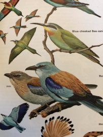 Boeken | Natuur |  The Hamlyn Guide to Birds of Britain and Europe (German) Paperback – 1974