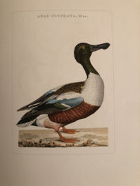 ANAS CLYPEATA, Mas | Reproducties van  Vogelprent Nederlandsche vogelen Sepp en Nozeman 1770-1829