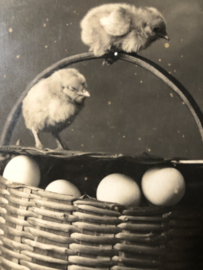 VERKOCHT | Briefkaarten | Pasen | 'Heureuses Pâques': MOREAU & KIVATISKY Phot. Fotokaart van kuikens en eieren