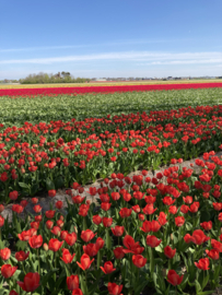 Blog | De Nederlandse bollenvelden in bloei - april 2022