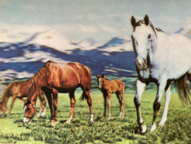 3-D Hologram kaart | Paarden TOPPAN PK 369