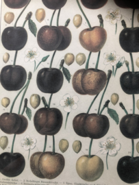Schilderij | Vruchten | Botanische afbeelding van kersen (Duitstalig)