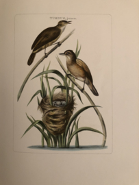 TURDUS, juneo | Reproducties van  Vogelprent Nederlandsche vogelen Sepp en Nozeman 1770-1829