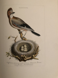 GARRULUS | Reproducties van  Vogelprent Nederlandsche vogelen Sepp en Nozeman 1770-1829