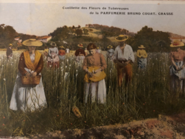 VERKOCHT | 1910 | Briefkaarten | Frankrijk | Cueillette des Fleurs de Tubereuses de la Parfumerie Bruno Court, Grasse