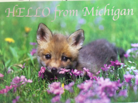 Verenigde Staten | Briefkaart Hello from Michigan met baby vosje
