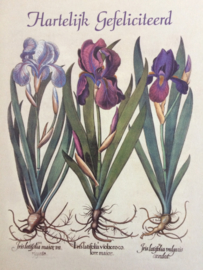 Verjaardag | Dubbele kaart "paarse iris" Botanica "Hartelijk gefeliciteerd"