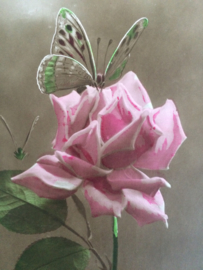 1920 | Briefkaarten | Antieke prachtige prentenbriefkaart van een roze roos en vlinder