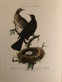 TURDUS ater MERULA | Reproducties van  Vogelprent Nederlandsche vogelen Sepp en Nozeman 1770-1829