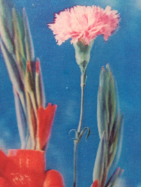 Schilderijen | Bloemen |  Vintage schilderijtje "3D bloemen" gladiool, anjer | jaren '60-'70