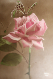 Briefkaarten | Ansichtkaarten | Romantische rozen