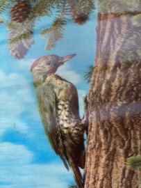 3-D Hologram kaart | Specht TOPPAN PK 113 Woodpecker