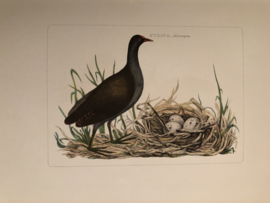 FULICA, chloropus | Reproducties van  Vogelprent Nederlandsche vogelen Sepp en Nozeman 1770-1829