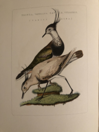 TRINGA, VANNELUS GAVIA VULGARIS (Varius Alba) | Reproducties van  Vogelprent Nederlandsche vogelen Sepp en Nozeman 1770-1829