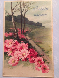 Briefkaarten | Bloemen | Margrietjes | 1911- Antieke reliëfkaart Fotochroom met bloemen in landschap met berken souhaits sincères!