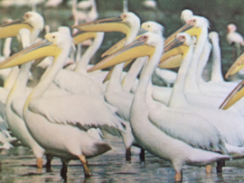 VERKOCHT | Vintagekaart "Pelikanen" | Wereld Natuurfonds | Natuur