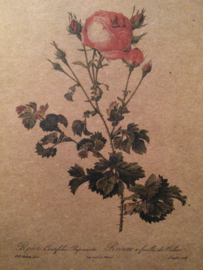 Briefkaart "Rosa Redouté roze" | biologisch papier (bruin)