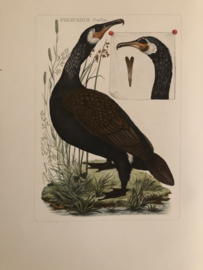 PELECANUS Carbo | Reproducties van  Vogelprent Nederlandsche vogelen Sepp en Nozeman 1770-1829