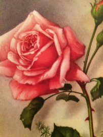 VERKOCHT | 1913 - Antieke briefkaart met roze roos Bonne Fete