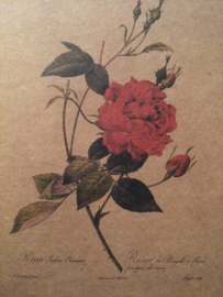 Briefkaart "Rosa Redouté rood" | biologisch papier (bruin)