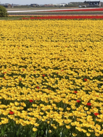 Blog | De Nederlandse bollenvelden in bloei - april 2022