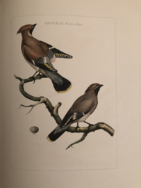 AMPELIS, Garrulus | Reproducties van  Vogelprent Nederlandsche vogelen Sepp en Nozeman 1770-1829