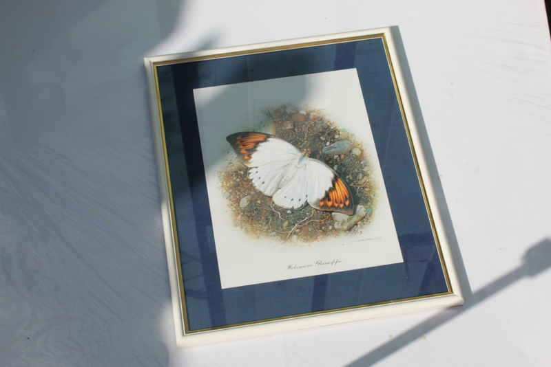 VeRKOCHT | Schilderij | Insecten | Botanische ingelijste prent van vlinder 'Hebomoia Glaucippe' - C. Brends Limited ed.