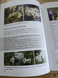 Sophia Schrödter und Marie Lang: Blütenreich für Wildbienen & co
