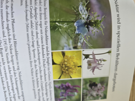 Sophia Schrödter und Marie Lang: Blütenreich für Wildbienen & co
