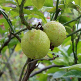 Werfzeep - Citruszeep met citroen, grapefruit en sinaasappel - 100 gr