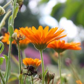 Werfzeep - Calendulazeep met borage, avocado en ceder - 100 gr