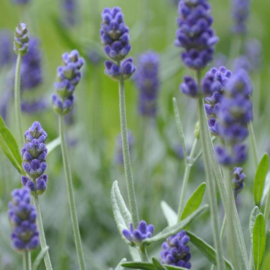 Werfzeep - Lavendelzeep met echte lavendel - 100 gr